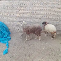 گوسفند مطفل ماده زیرش در حمیدیه|حیوانات مزرعه|حمیدیه, |دیوار