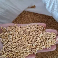 فروش بذر گندم وجو