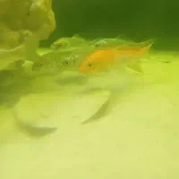 ماهی کوکی|ماهی|تهران, حشمتیه|دیوار