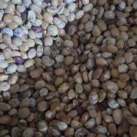 لوبیا درجه ۳جهت آشی