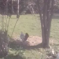 دوعدد مرغ وخروس محلی زیبا..تخم مرغ محلی تازه