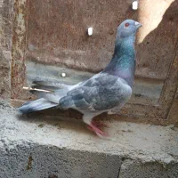 کبوتر الماسی موشی نر