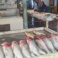 ماهی|ماهی|شوشتر, |دیوار