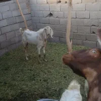 نریگ چاق چله وزنی بفروش میرسد