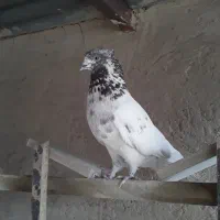 کفتر خال قدیم