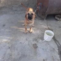 توله ماده ۱۰ ماهه|سگ|سنندج, |دیوار