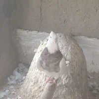 طوقی خرمایی خال سیاه