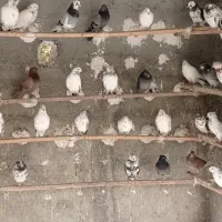 کبوتر فوق پرشی ساعت بالا|پرنده|وحیدیه, |دیوار