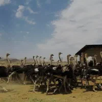 مزرعه-پرورش-شترمرغ-در-عباس-آباد-علاقه-مند
