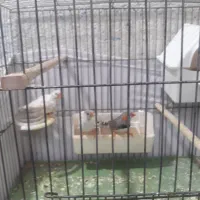 فنچ|پرنده|تهران, زرکش|دیوار