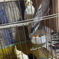 عروس هلندی تخم گذار|پرنده|یزد, |دیوار