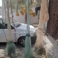 سلیه