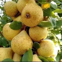 نهالستان گردو و ارقام متنوع میوه های پربار پالیز|خدمات باغبانی و درختکاری|آباده, |دیوار