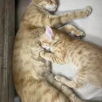 واگذاری گربه حنا مادر با دو تا توله