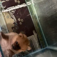 سگ پامر|سگ|بندرعباس, |دیوار