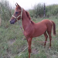 کره نریان ۸ ماهه خط خونی کورسی