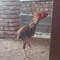 خروس لاری|حیوانات مزرعه|بندر ترکمن, |دیوار