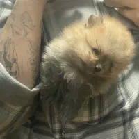 توله پامرانین|سگ|فردیس, فردیس|دیوار