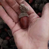 *بلوط طبیعی امساله تعداد بالا بازار پانزده خرداد *