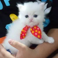 گربه پرشین فلت