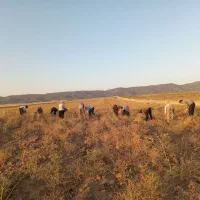 سرکارگرکشاورزی خانم حسینی