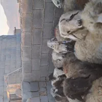 ۱۴۰ راس گوسفند|حیوانات مزرعه|آباده, |دیوار