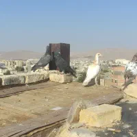 پنج عدد جوانه|پرنده|بجنورد, |دیوار