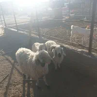 میش با دوتا بره|حیوانات مزرعه|سراوان, |دیوار