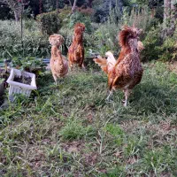 فروش پولندطلایی|حیوانات مزرعه|رامسر, |دیوار