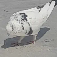 کفتر گرفتنی و...|پرنده|قم, باغ شازده|دیوار