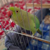 طوطی مانگو|پرنده|بندر کنگان, |دیوار