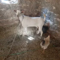 فروش بز چاق ابستن ۴ ماه|حیوانات مزرعه|بستک, |دیوار