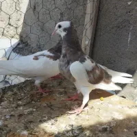 طوقی