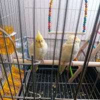 یک جفت عروس هلندی دستی و رام