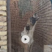 واگذاری لاس افغان شکم پر و نکهباان