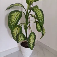گل دیفن