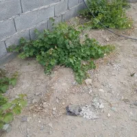 تعدادی نهال انگور فلیم اسلیس به فزوش میرسد