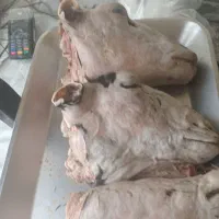 گوشت گوساله و گوسفندی  توجه گوست گوساله ۴۹۰ هزار ت|خوردنی و آشامیدنی|قم, در بهشت|دیوار