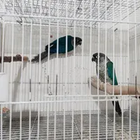 ۷جفت گرینچیک قیمت توافقی