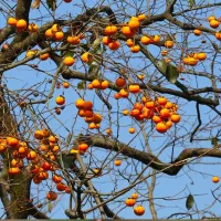 نهال های پر بار میوه گردو پسته بادام|خدمات باغبانی و درختکاری|ساری, |دیوار