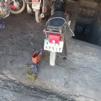 ۴ عدد موتور هوندا|موتورسیکلت|فریدونشهر, |دیوار