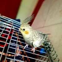 عروس هلندی مولد|پرنده|قم, حکمت شمالی|دیوار