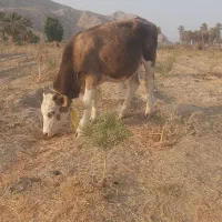 گاو سمینتال
