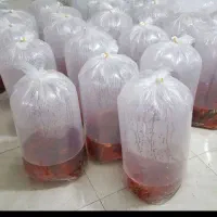 بار برگشتی از رشت به لرستان