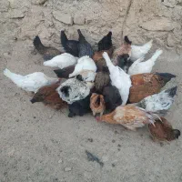 20دانه مرغ خروس محلی