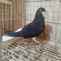 خوشرنگ|پرنده|اهرم, |دیوار