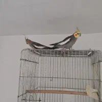 عروس هلندی نر و ماده مولد