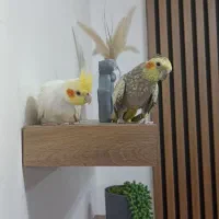 ۲عدد عروس هلندی