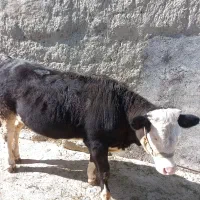 گوساله ماده سیمینتال