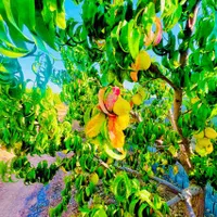 باغ درخت جنگلی آب برق سند شاهنامه گوارشک دیاکو|فروش زمین و ملک کلنگی|مشهد, توس فردوسی|دیوار